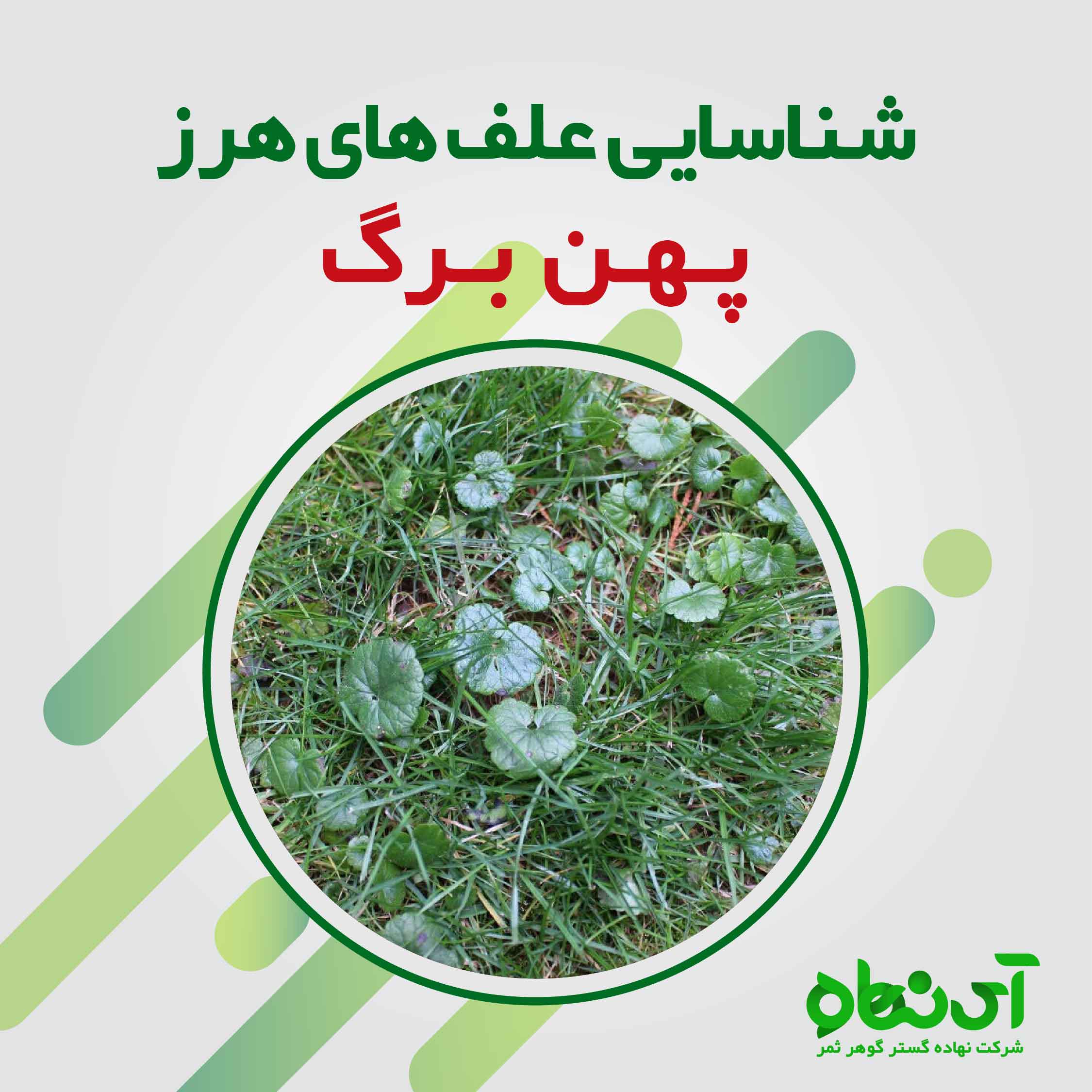 شناسایی علف های هرز مهم پهن برگ در مزرعه